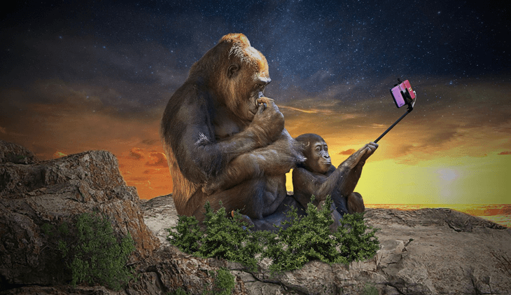 Apes Taking a Selfie (Or a WordCamp Speaker and Fan)